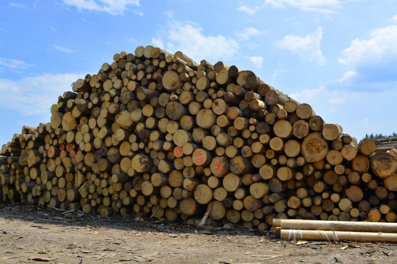 Free stock image of Wood logs created by Matija
