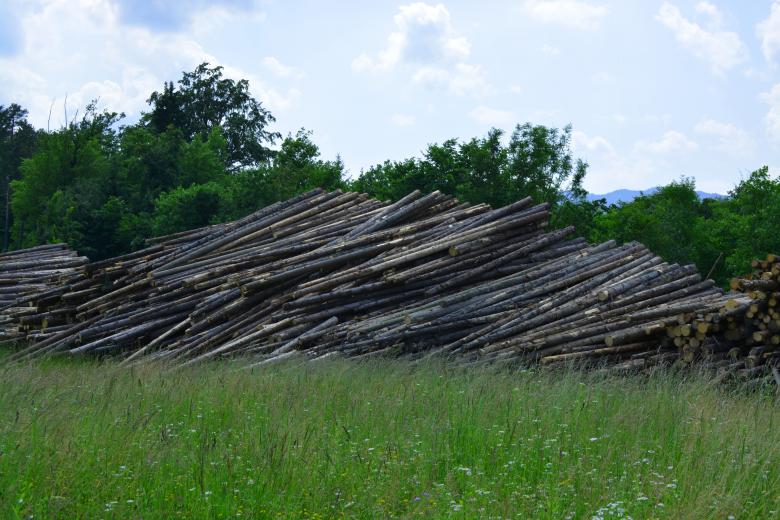 Free stock image of Tree trunks created by Matija