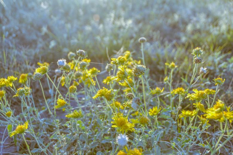 Free stock image of Vintage Flowers created by Diego Reynoso