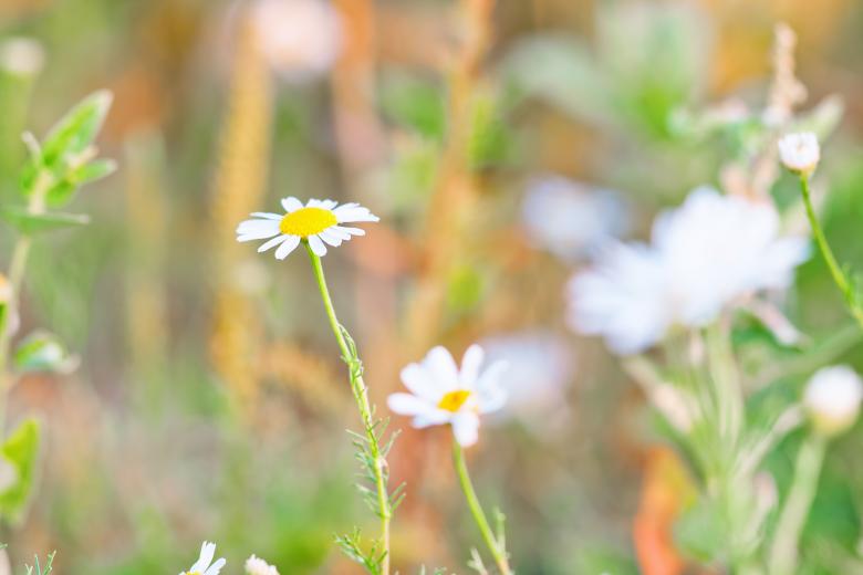 Free stock image of Chamomiles created by 2happy