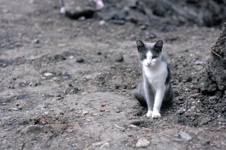 Free stock image of Vagrant cat created by 2happy