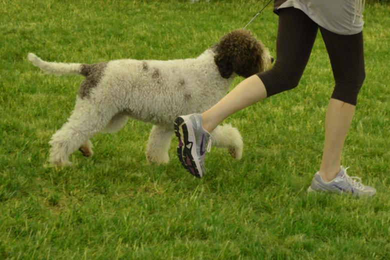 Free stock image of Dog school created by Matija