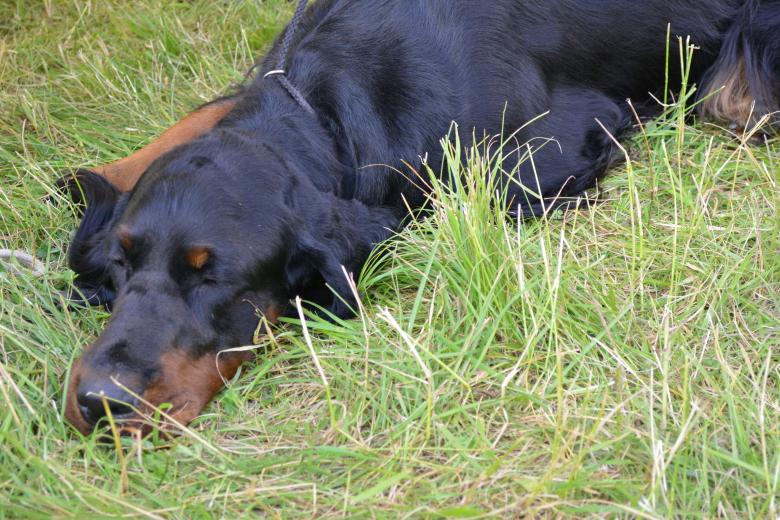 Free stock image of Gordon setter created by Matija