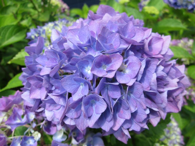 Free stock image of Purple hydrangea flower created by Boris Kyurkchiev
