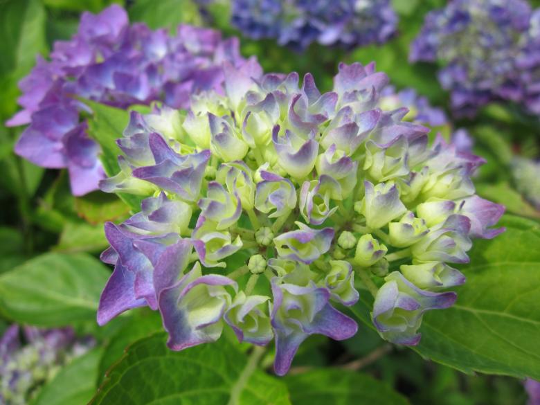 Free stock image of Hydrangea flower created by Boris Kyurkchiev