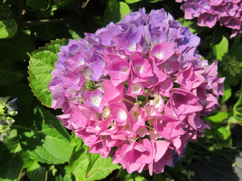 Free stock image of Pink hydrangea flower  created by Boris Kyurkchiev