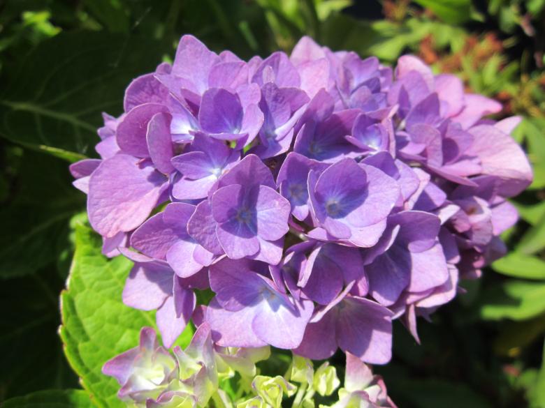 Free stock image of Pink hydrangea flower created by Boris Kyurkchiev