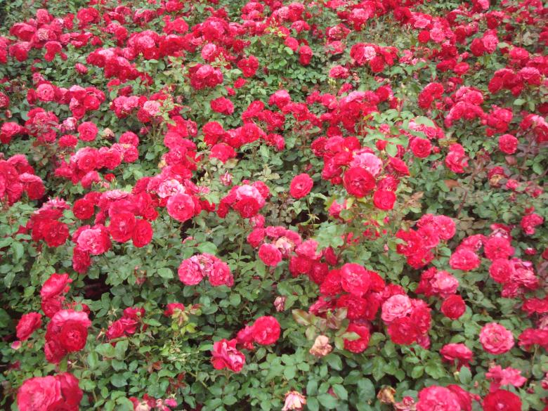 Free stock image of Red roses created by Boris Kyurkchiev