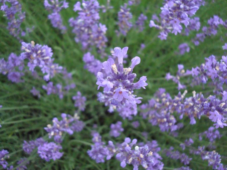 Free stock image of Fresh purple lavender created by Boris Kyurkchiev