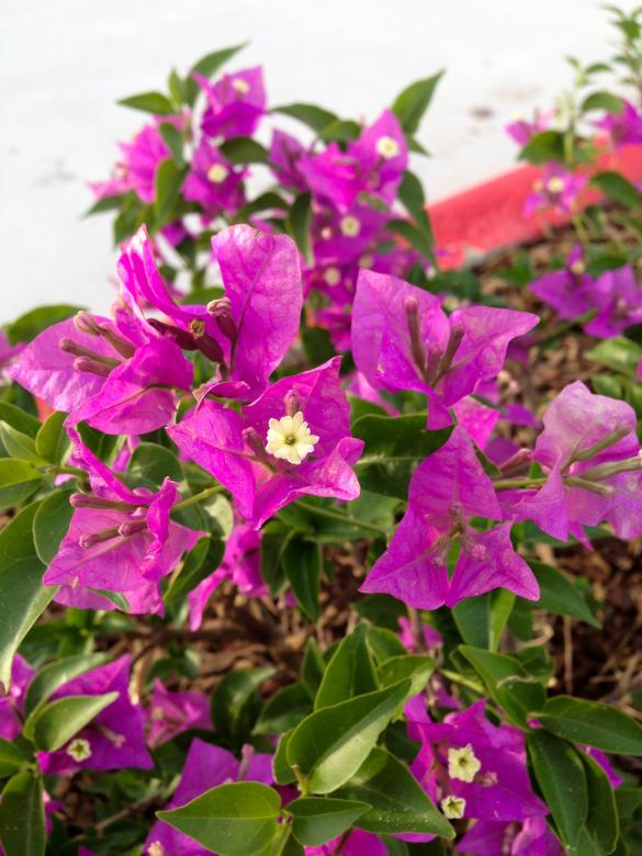 Free stock image of Purple Bougainvillea created by Julieta Nuñez Chapa