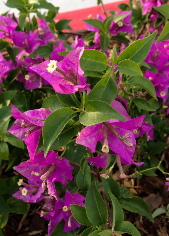 Free stock image of Bougainvillea created by Julieta Nuñez Chapa