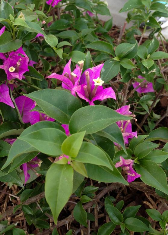 Free stock image of Bougainvillea created by Julieta Nuñez Chapa