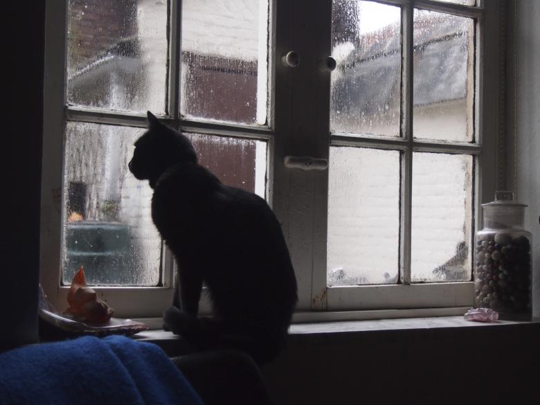 Free stock image of A cat by the window created by MAK-TAK