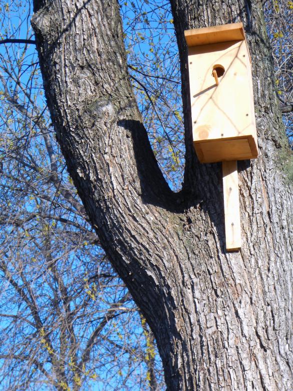 Free stock image of Starling-house created by 2happy