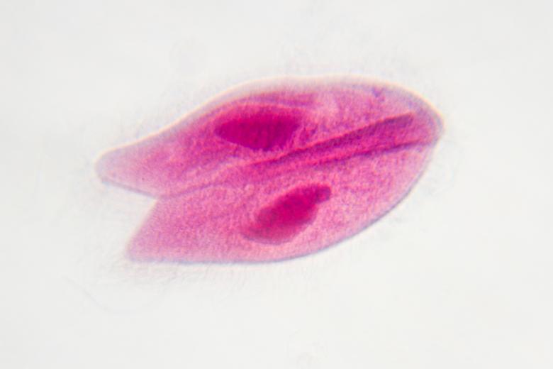 Free stock image of Biology created by Geoffrey Whiteway