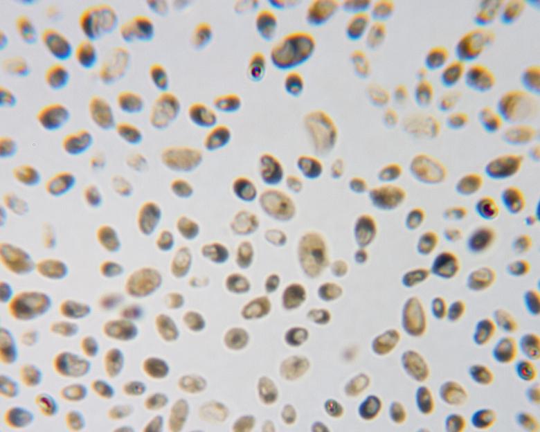 Free stock image of Yeast created by Geoffrey Whiteway