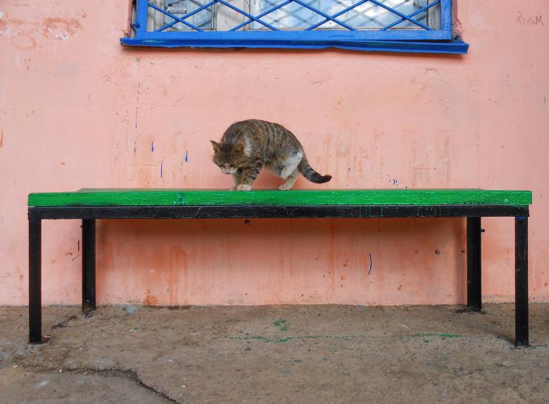 Free stock image of Vagrant cat. created by 2happy