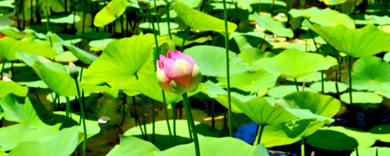 Free stock image of Green Plants created by Robert Priest