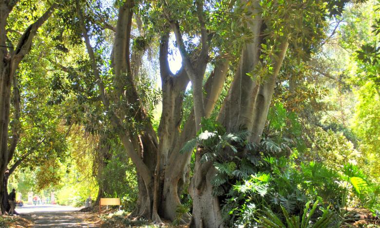 Free stock image of Green Plants created by Robert Priest