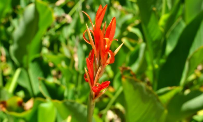 Free stock image of Green Plants created by Robert Priest