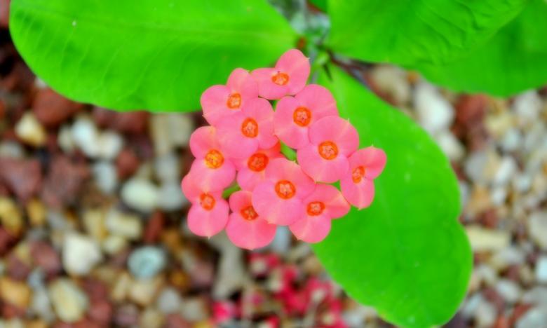Free stock image of Wild Flowers created by Robert Priest