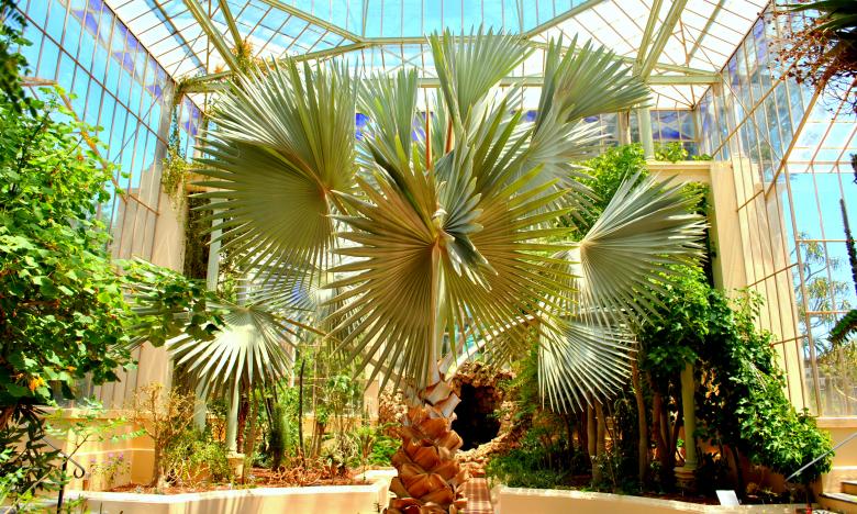 Free stock image of Trees in the Building created by Robert Priest