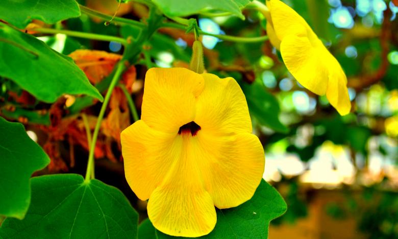 Free stock image of Yellow Flowers created by Robert Priest