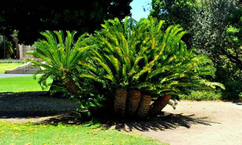Free stock image of Growing Tree in the Garden created by Robert Priest