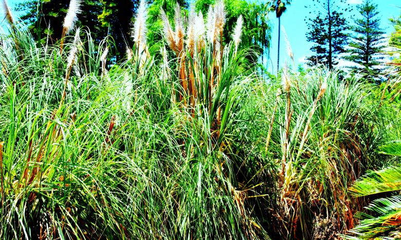 Free stock image of Wild Grass created by Robert Priest
