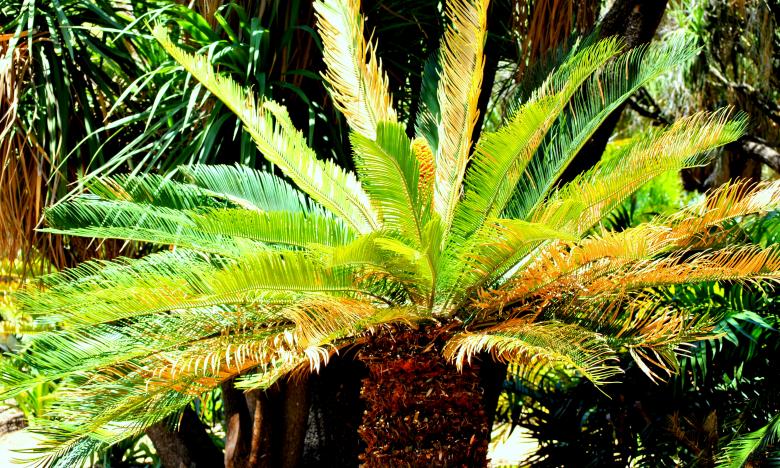Free stock image of Wild Tree created by Robert Priest