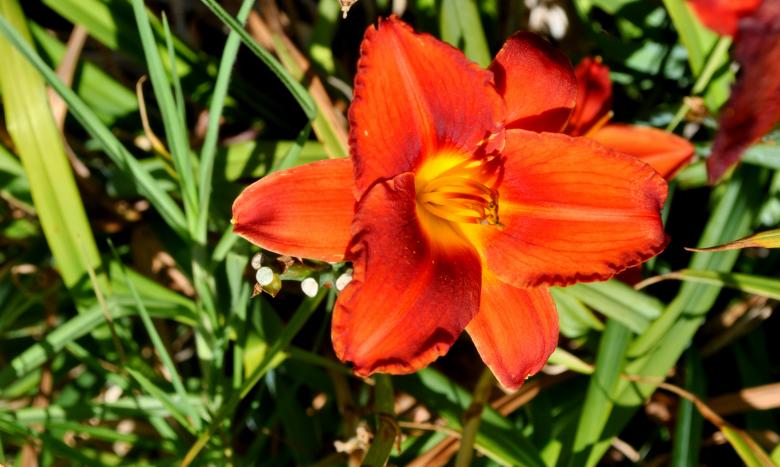 Free stock image of Red Flower created by Robert Priest
