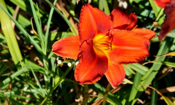 Free Stock Photo of Red Flower