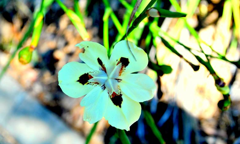 Free stock image of Green Garden created by Robert Priest