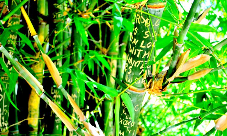Free stock image of Green Garden created by Robert Priest