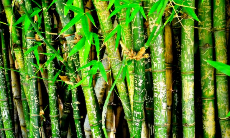 Free stock image of Green Garden created by Robert Priest