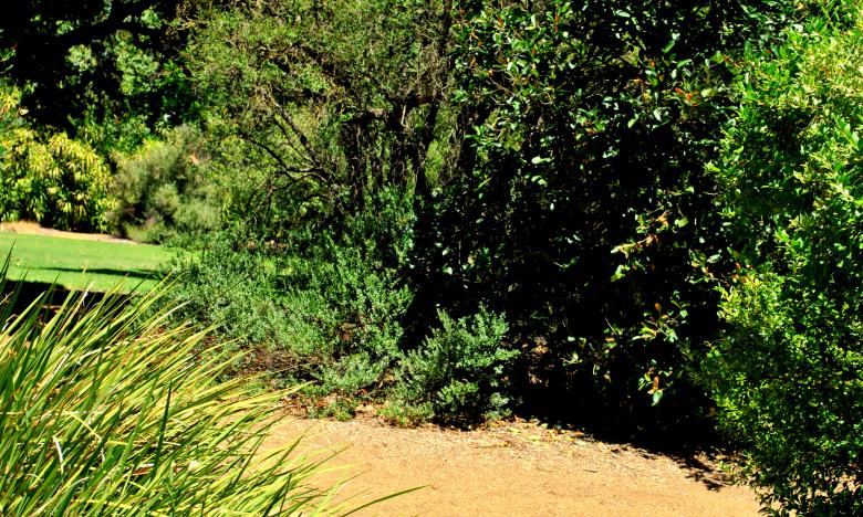 Free stock image of Green Garden created by Robert Priest