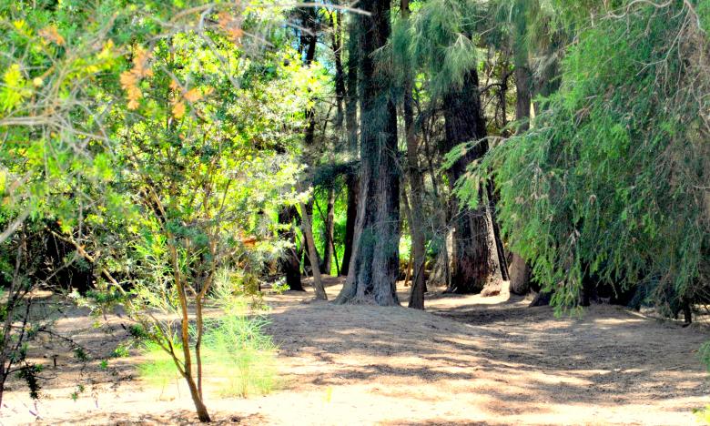 Free stock image of Green Garden created by Robert Priest