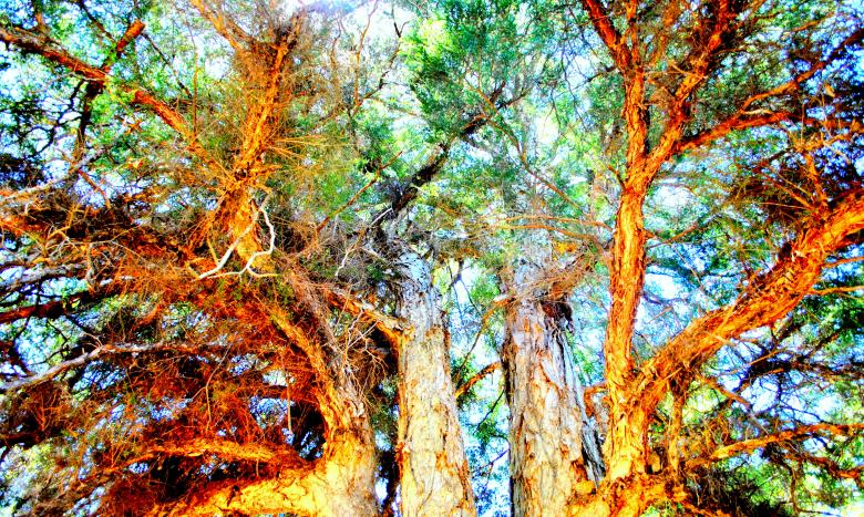 Free stock image of Large Tree created by Robert Priest