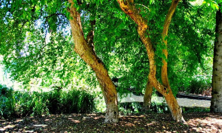 Free stock image of Green Garden created by Robert Priest