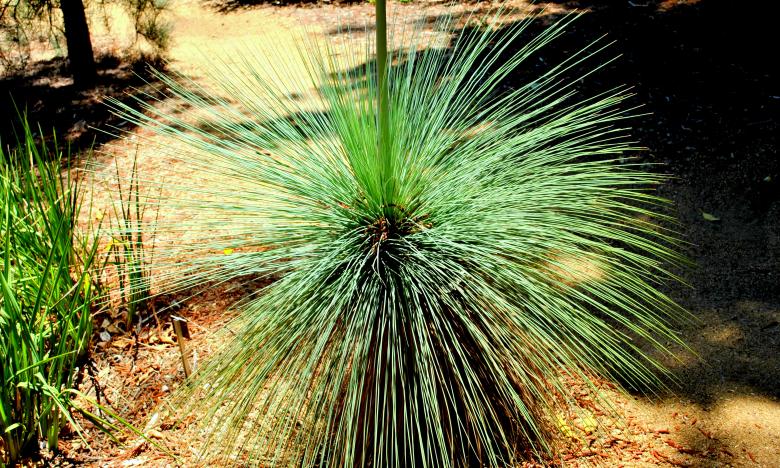 Free stock image of Green Garden Plant created by Robert Priest
