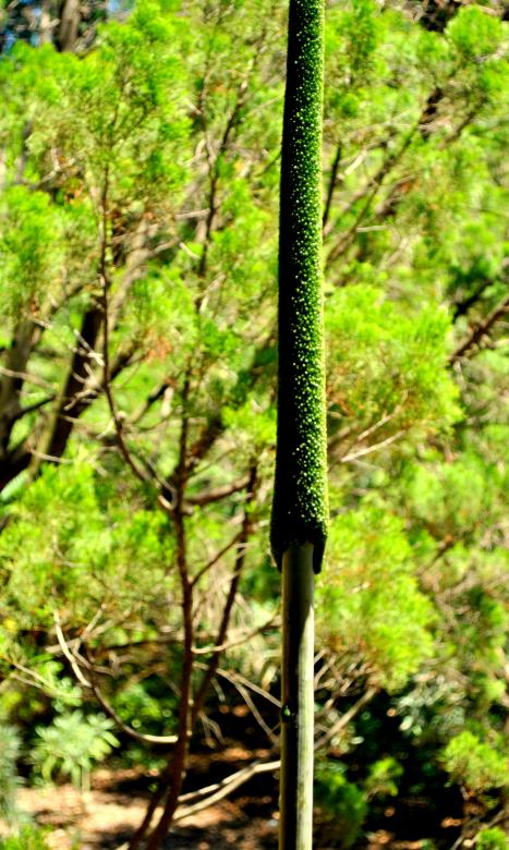Free stock image of Green Garden created by Robert Priest