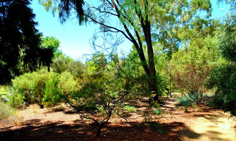 Free stock image of Green Garden created by Robert Priest