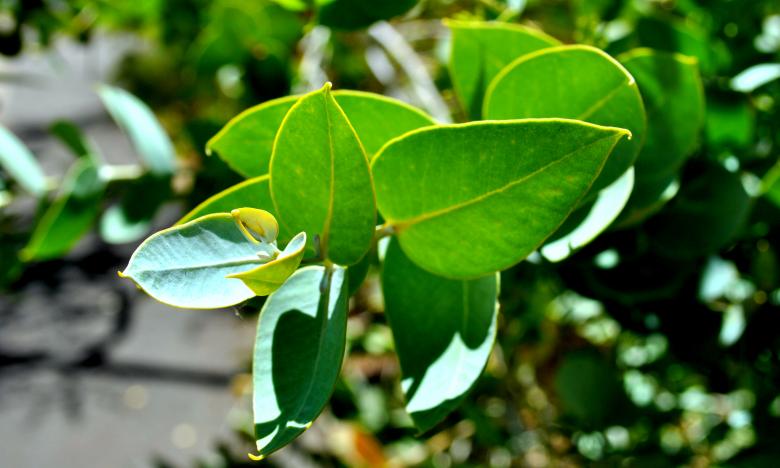 Free stock image of Green Garden Leaves created by Robert Priest