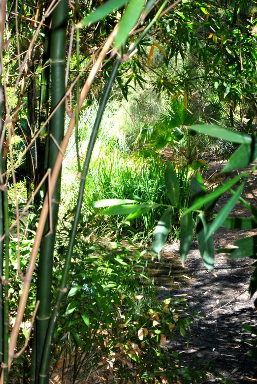 Free stock image of Garden Plants created by Robert Priest