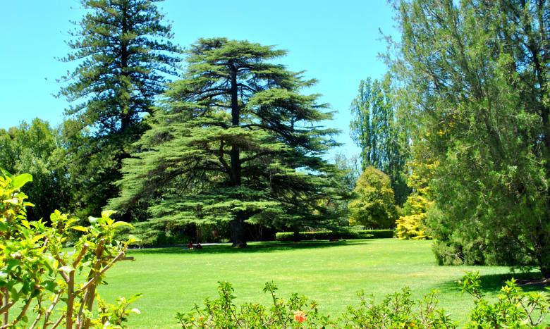 Free stock image of Green Plants created by Robert Priest