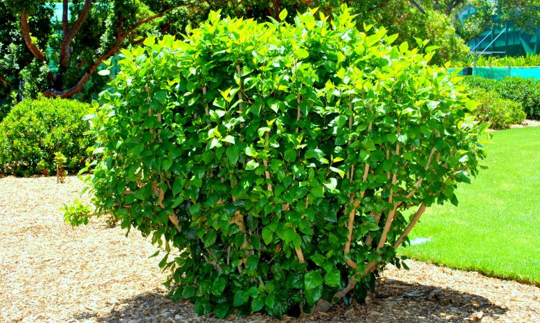 Free stock image of Green Plant created by Robert Priest