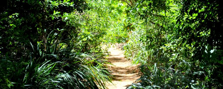 Free stock image of Green Garden created by Robert Priest