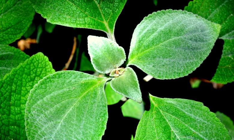 Free stock image of Green Garden created by Robert Priest