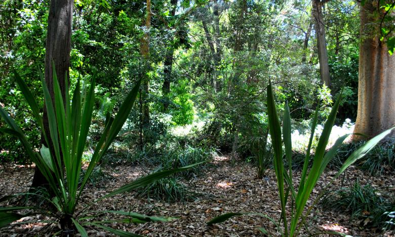 Free stock image of Green Garden created by Robert Priest