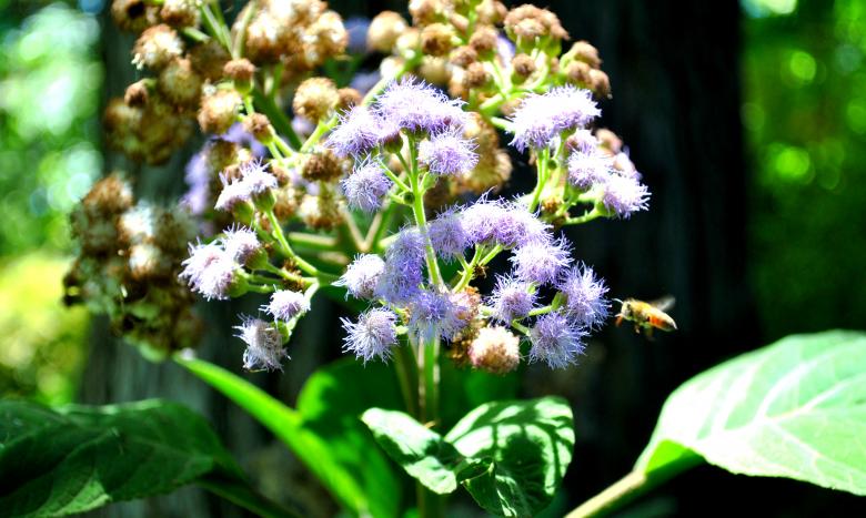 Free stock image of Green Garden created by Robert Priest